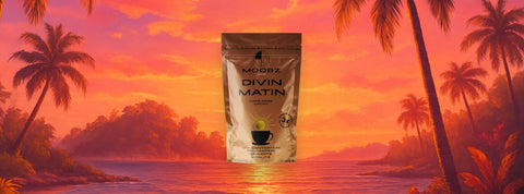 Chaga : bienfaits, propriétés et précautions d’un champignon médicinal