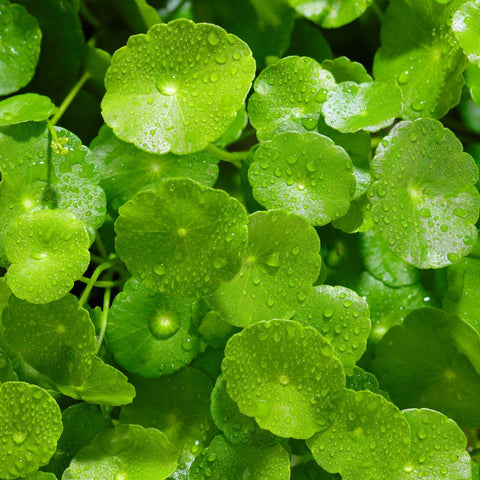 Gotu Kola