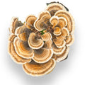 Le Turkey Tail