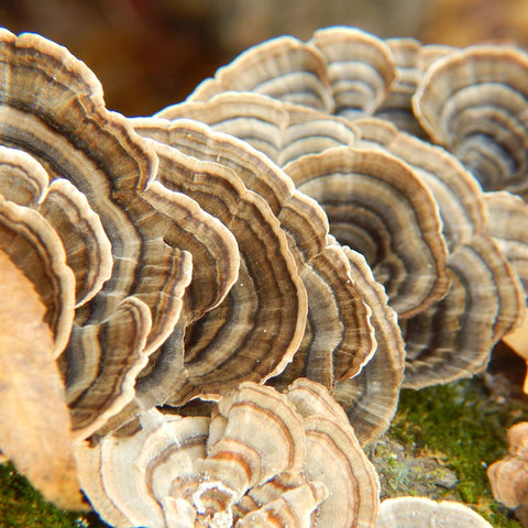 Turkey Tail